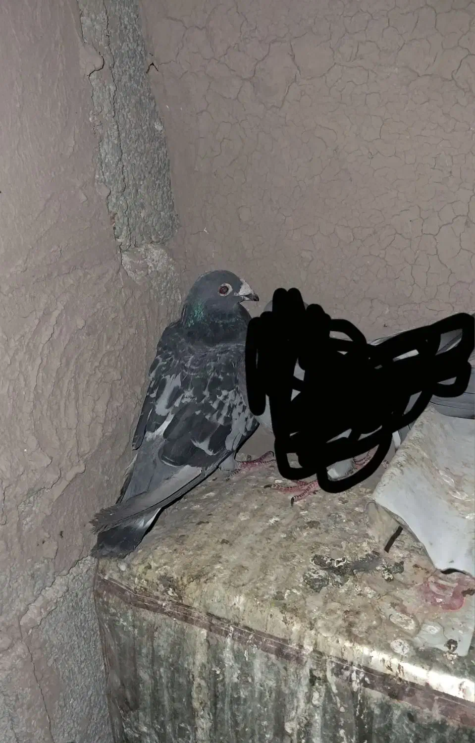 کبوتر نر|پرنده|کازرون, |دیوار