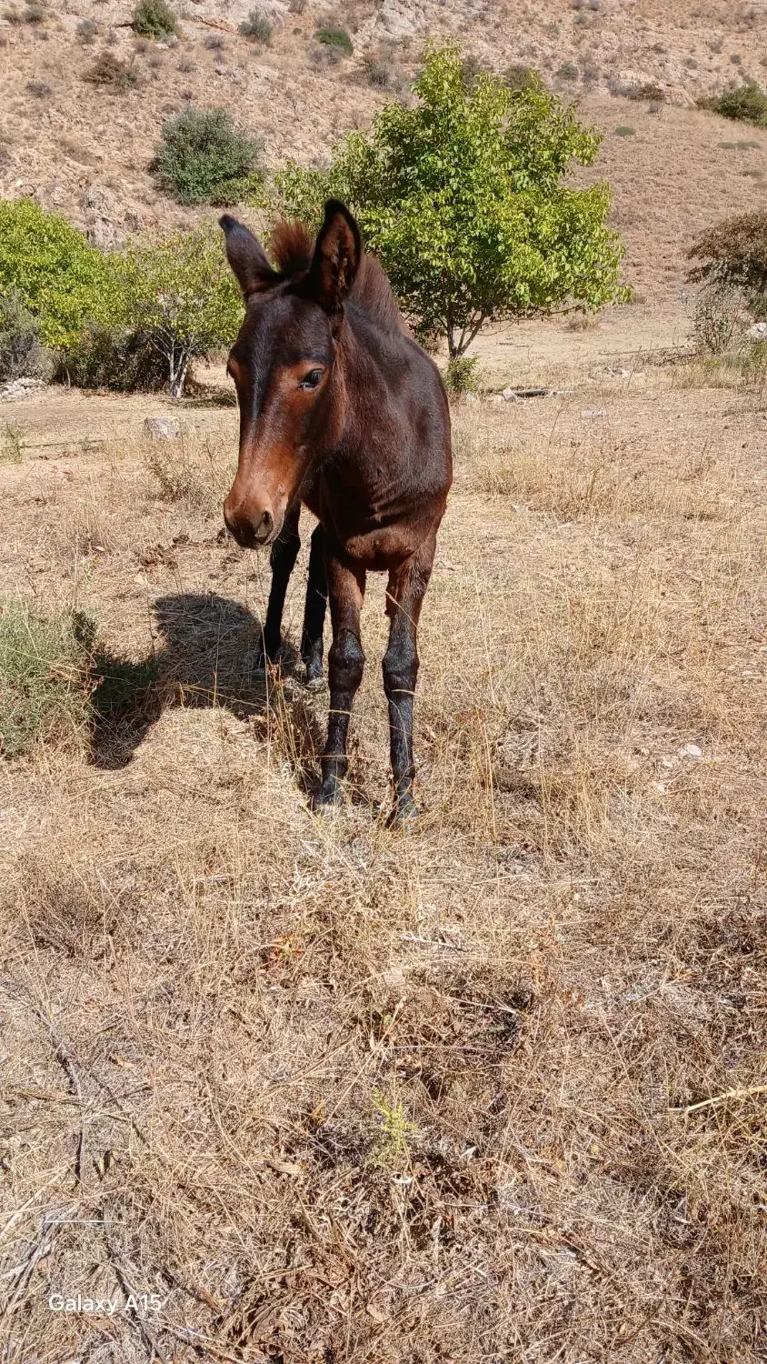 قاطر|حیوانات مزرعه|شاهرود (اردبیل), |دیوار