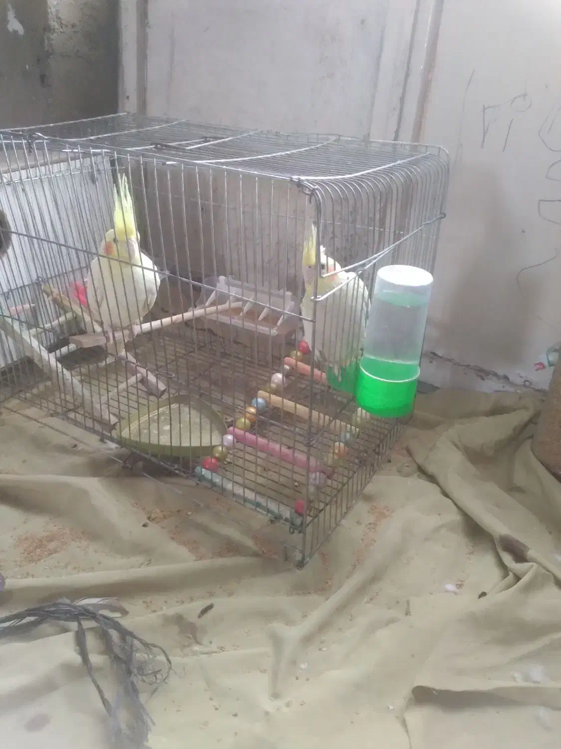 عروس هلندی|پرنده|علیآباد کتول, |دیوار