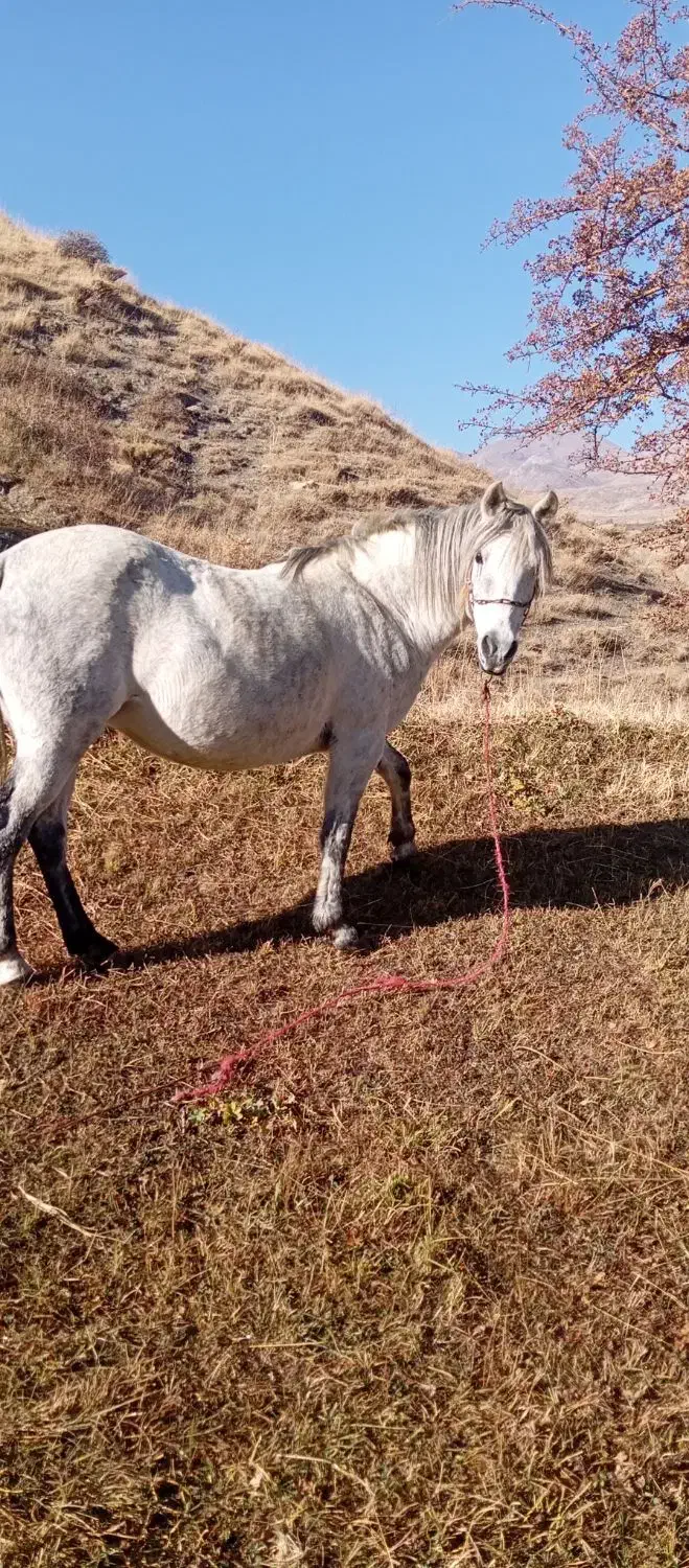 اسب مادیان 6ساله بدون ایراد|اسب و تجهیزات اسبسواری|سیلوانه, |دیوار