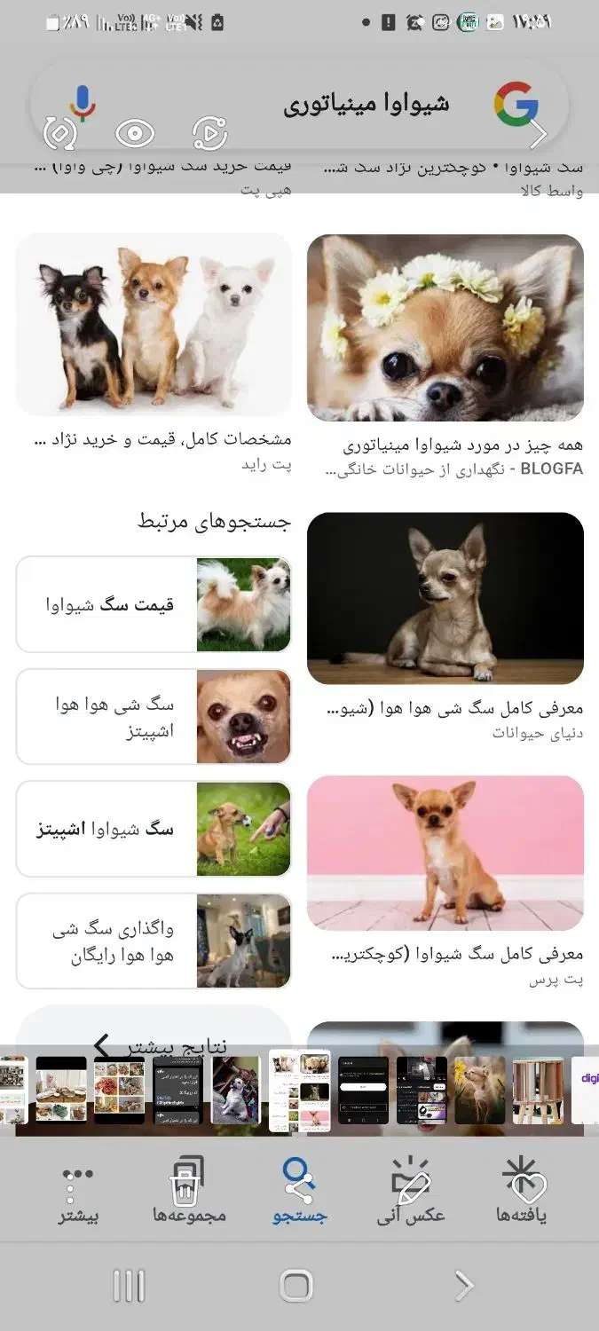 نژاد دار پا ۱ وجبی در سایزهای متفاوت|سگ|آمل, |دیوار