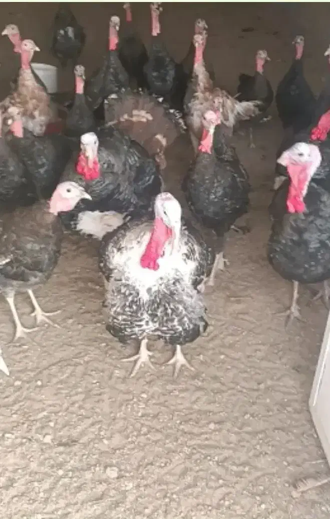 بوقلمون تازه بالغ محلی|حیوانات مزرعه|مشهد, درزآب|دیوار