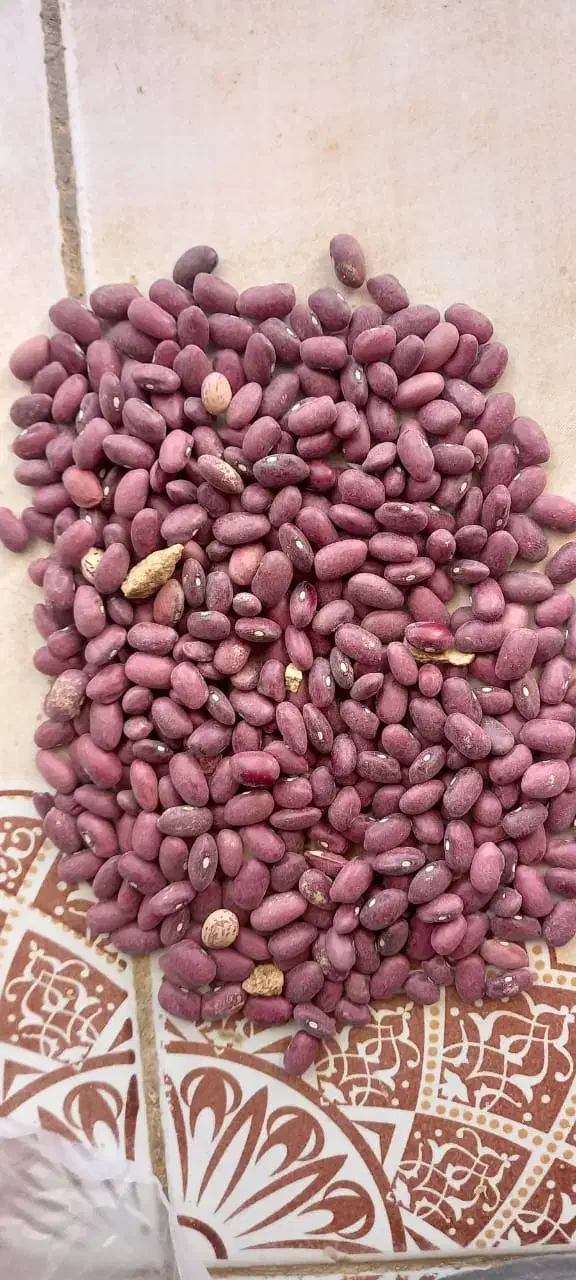 حبوبات و خشک بار انواع لوبیا|عمدهفروشی|بهمن, |دیوار