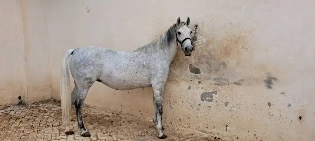 اسب|اسب و تجهیزات اسب‌سواری|جرقویه, |دیوار