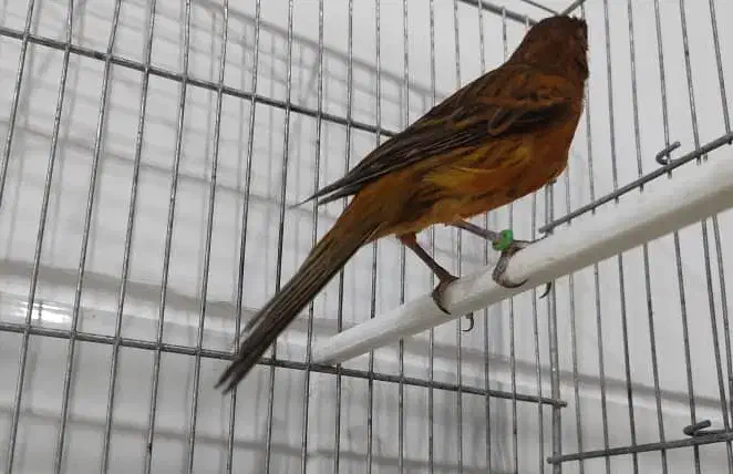 فروش قناری ماده شتری و سرخ سوخته|پرنده|مرودشت, بیست متری بیمارستان|دیوار