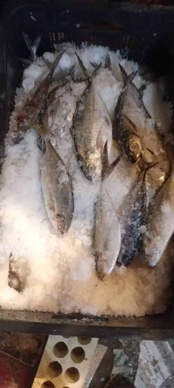 ماهی تازه هندیجان|ماهی|امیدیه, |دیوار