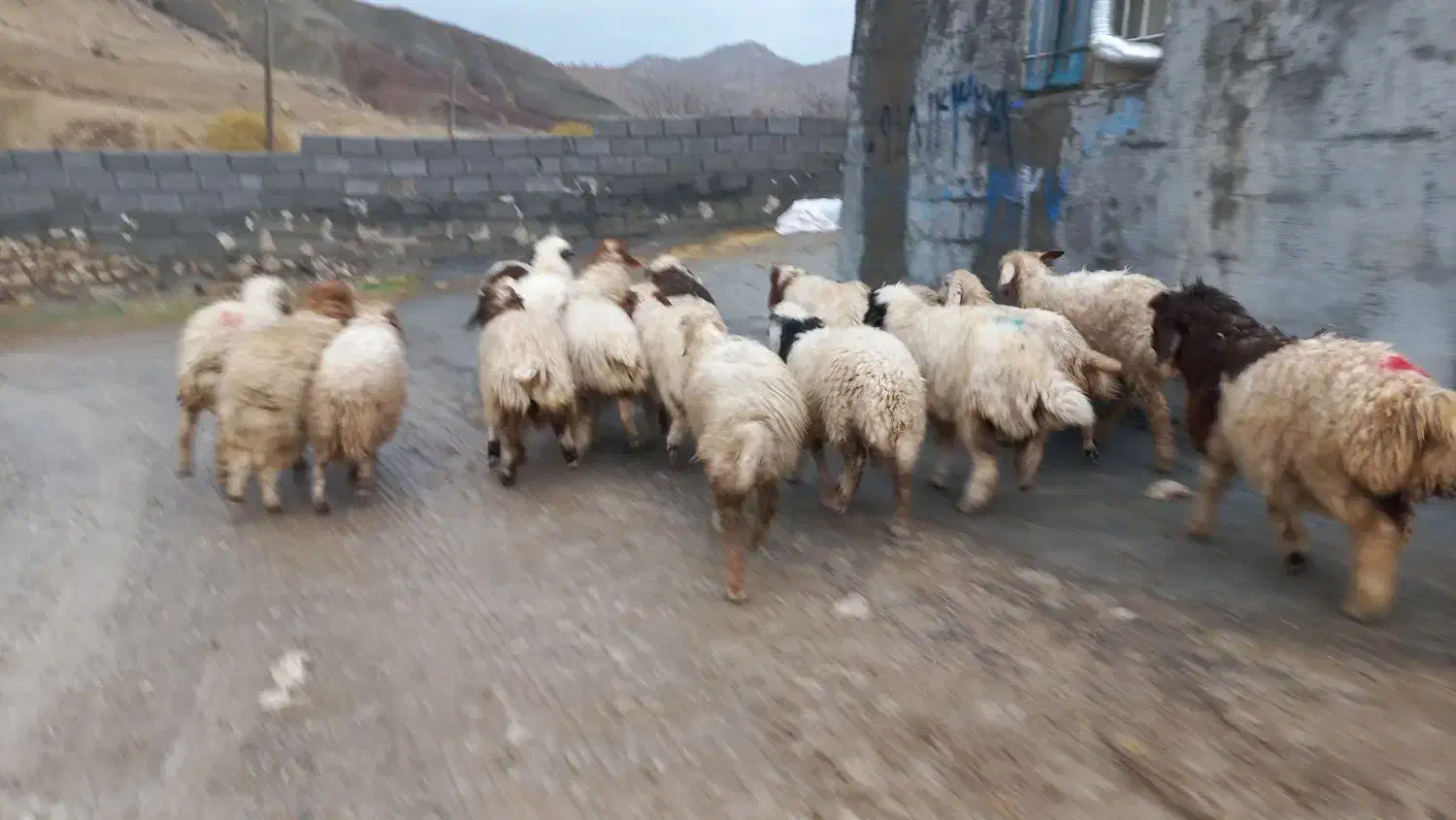 ۲۲ راس کاور هیکلی و بزرگ و شیرمس بره باب پروار|حیوانات مزرعه|ایلام, |دیوار