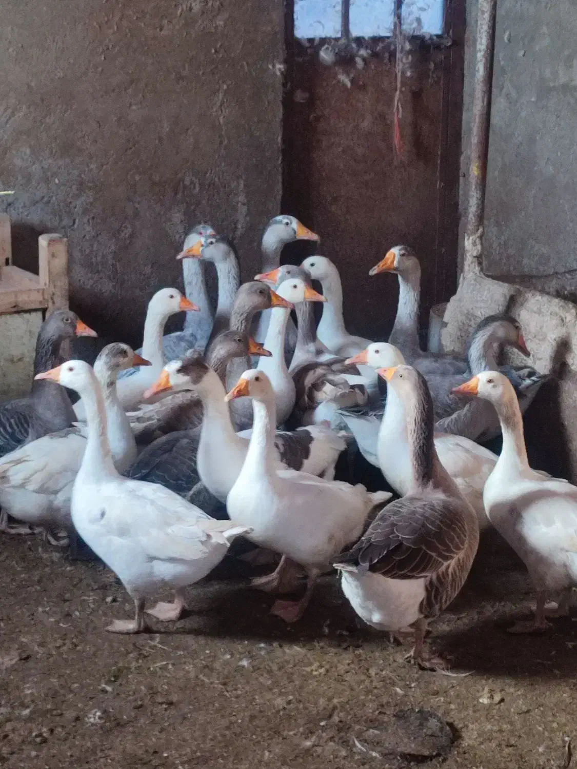 غاز محلی|حیوانات مزرعه|چاراویماق, |دیوار