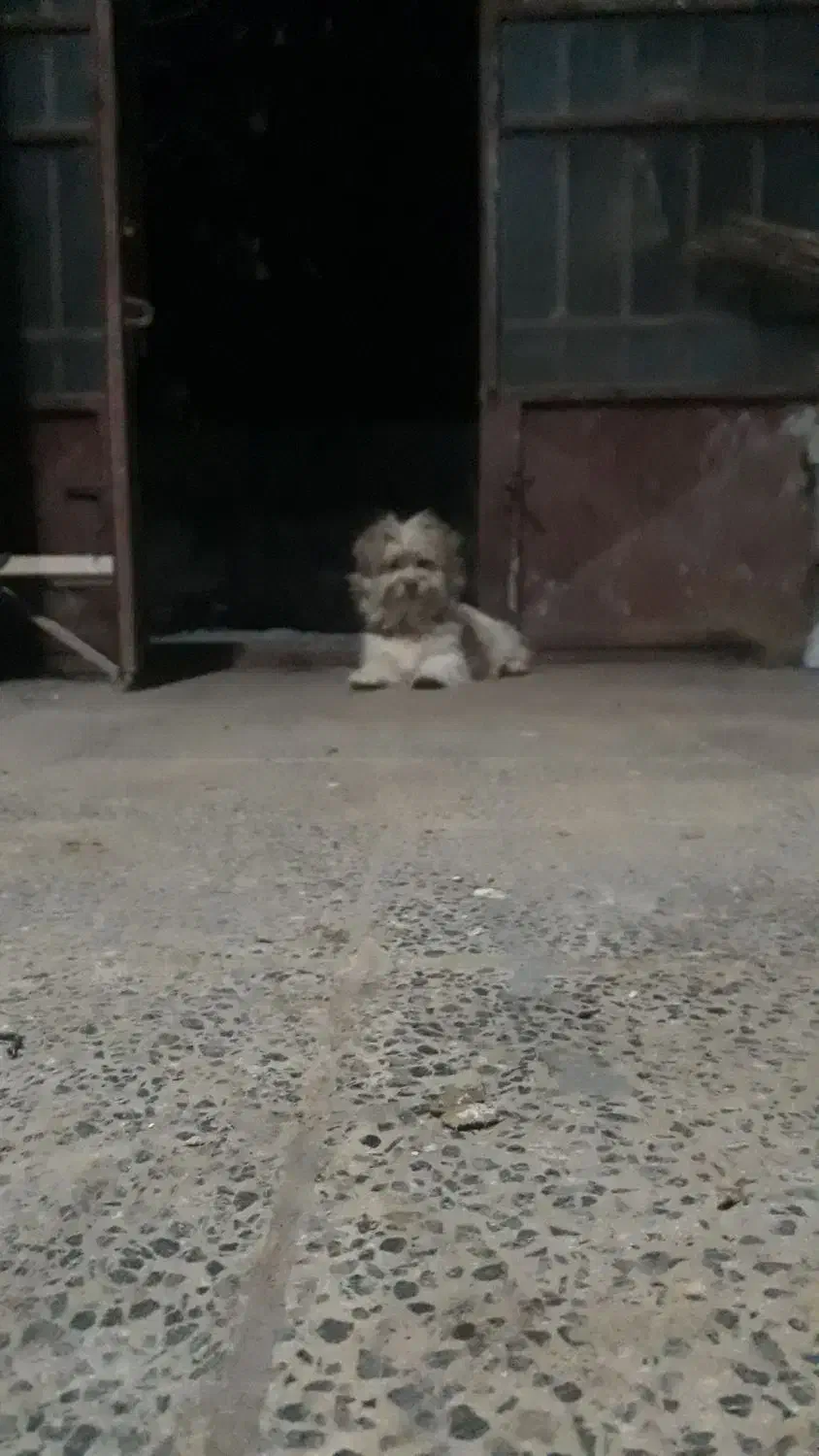 سگ پاکوتا|سگ|فارسان, |دیوار