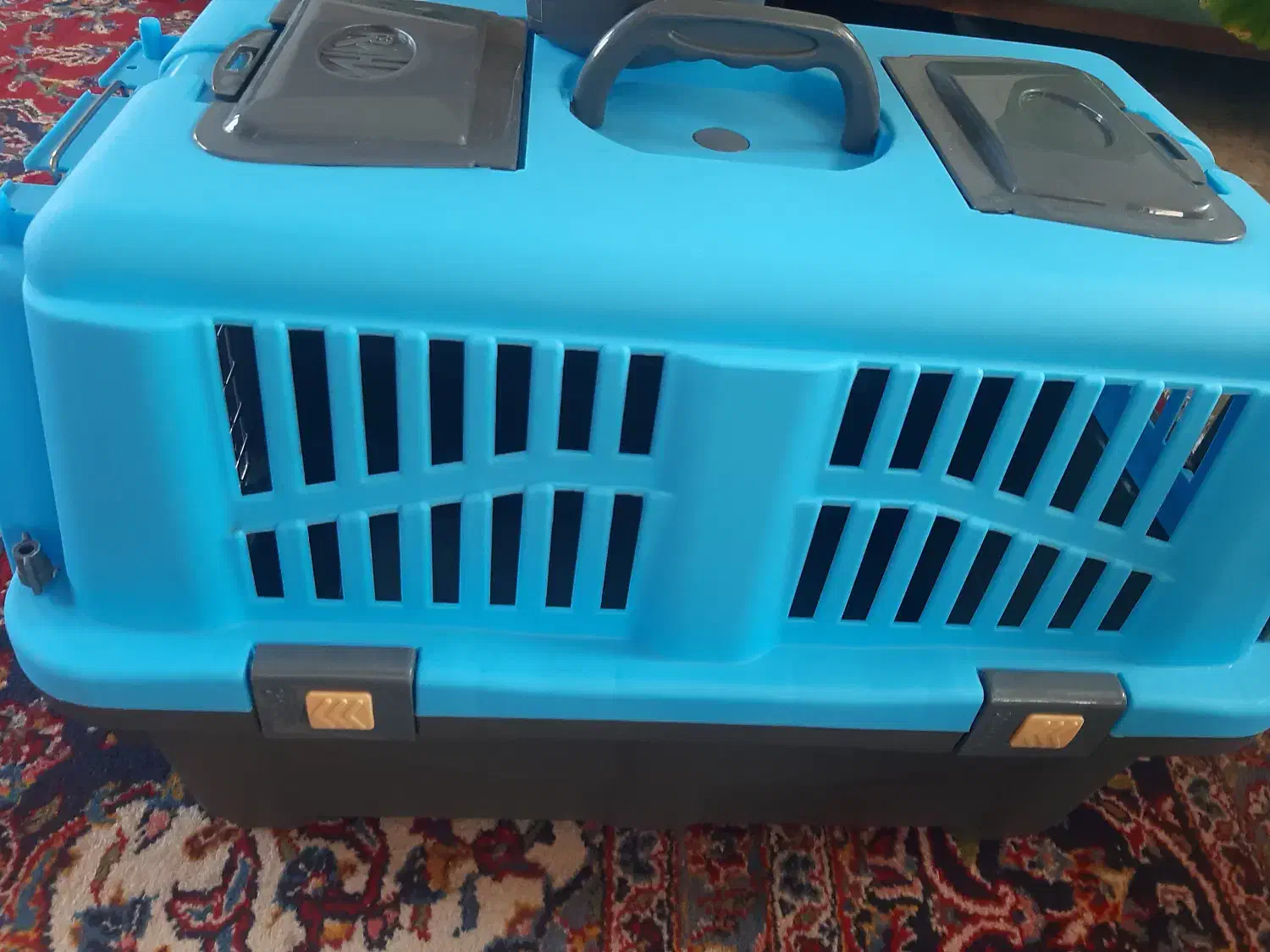 وسایل پت سگ فروشی با تخفیف|لوازم جانبی حیوانات|رشت, لاکان شهر|دیوار