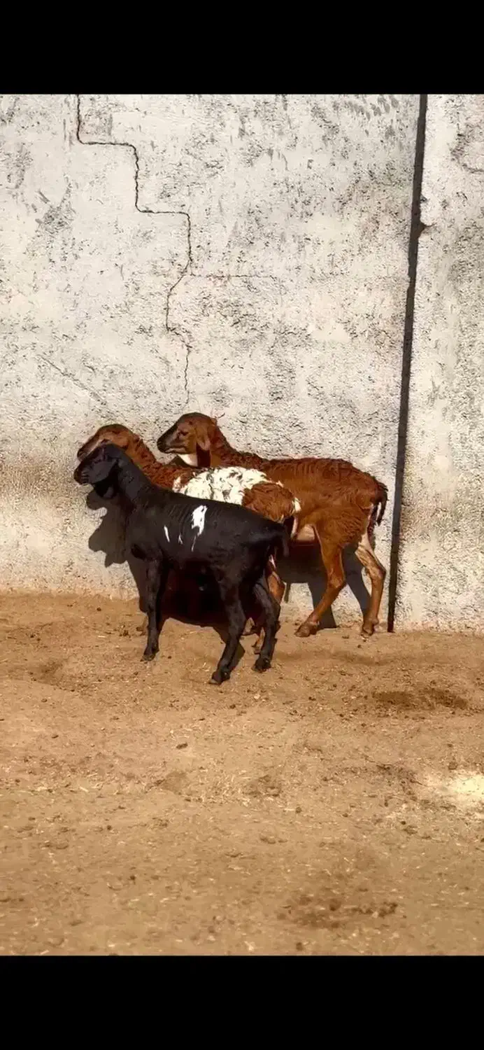 عربی|حیوانات مزرعه|سمنان, |دیوار