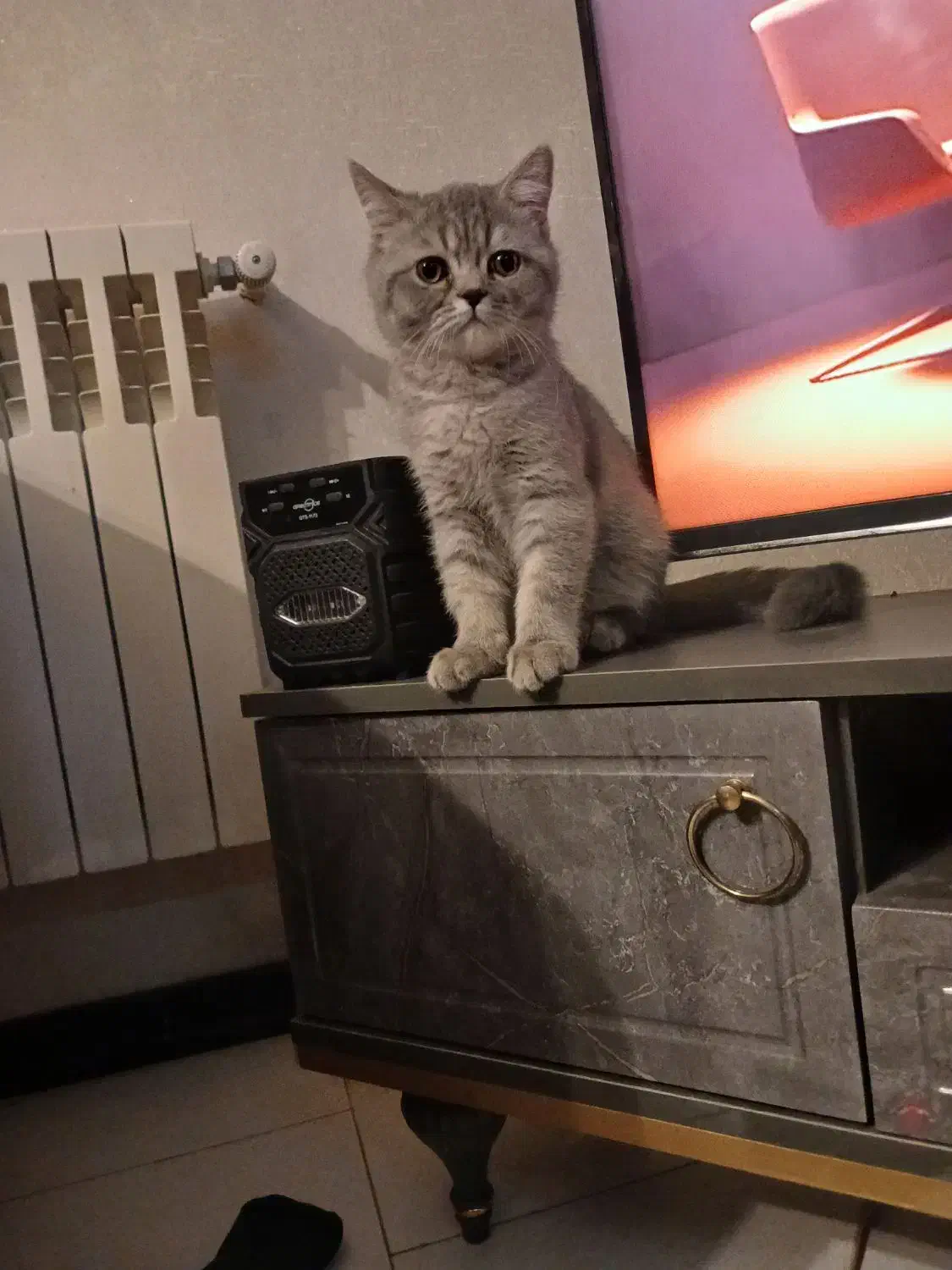 بریتیش ماده سه ماهه|گربه|پردیس, فاز ۳|دیوار