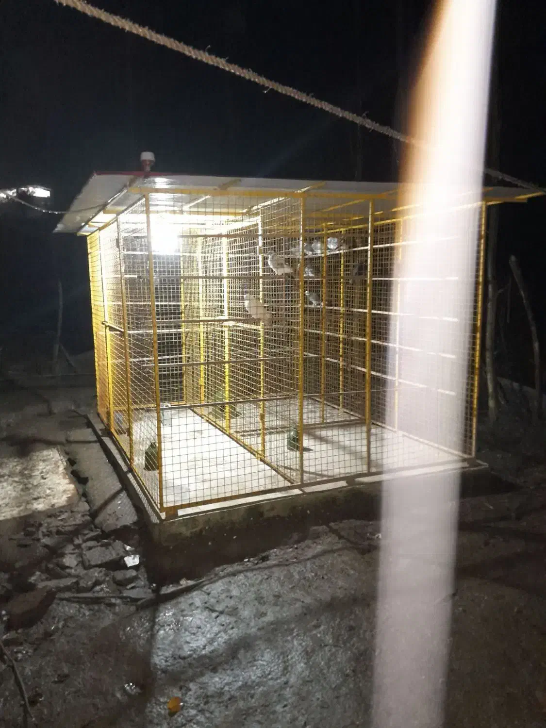 تعدادی کبوتربه همراه لانه جفت کن آهنی|پرنده|رشت, شهریاران|دیوار