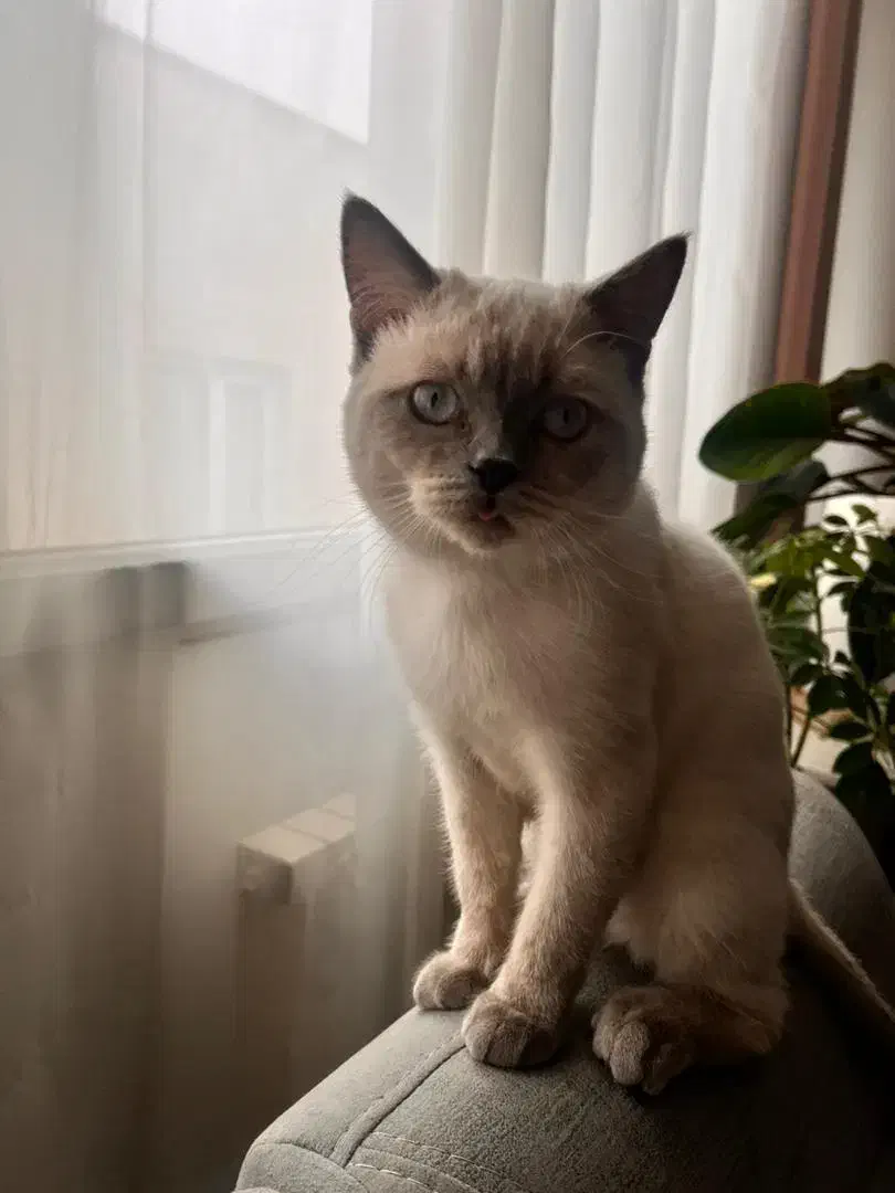 گربه بلو|گربه|کرج, اسدآباد|دیوار