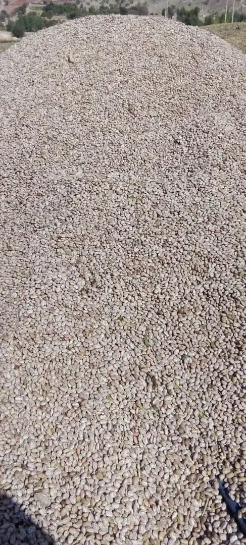 لوبیا چیتی ارتشی|خوردنی و آشامیدنی|فشاپویه, |دیوار