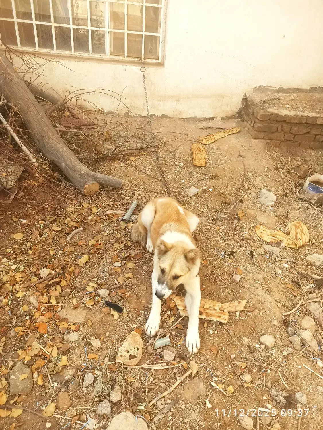 سگ نگهبان|سگ|مشهد, پرکندآباد|دیوار