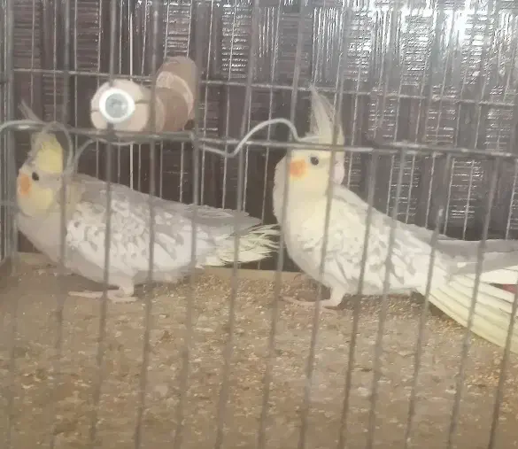 عروس هلندی|پرنده|کرمان, |دیوار