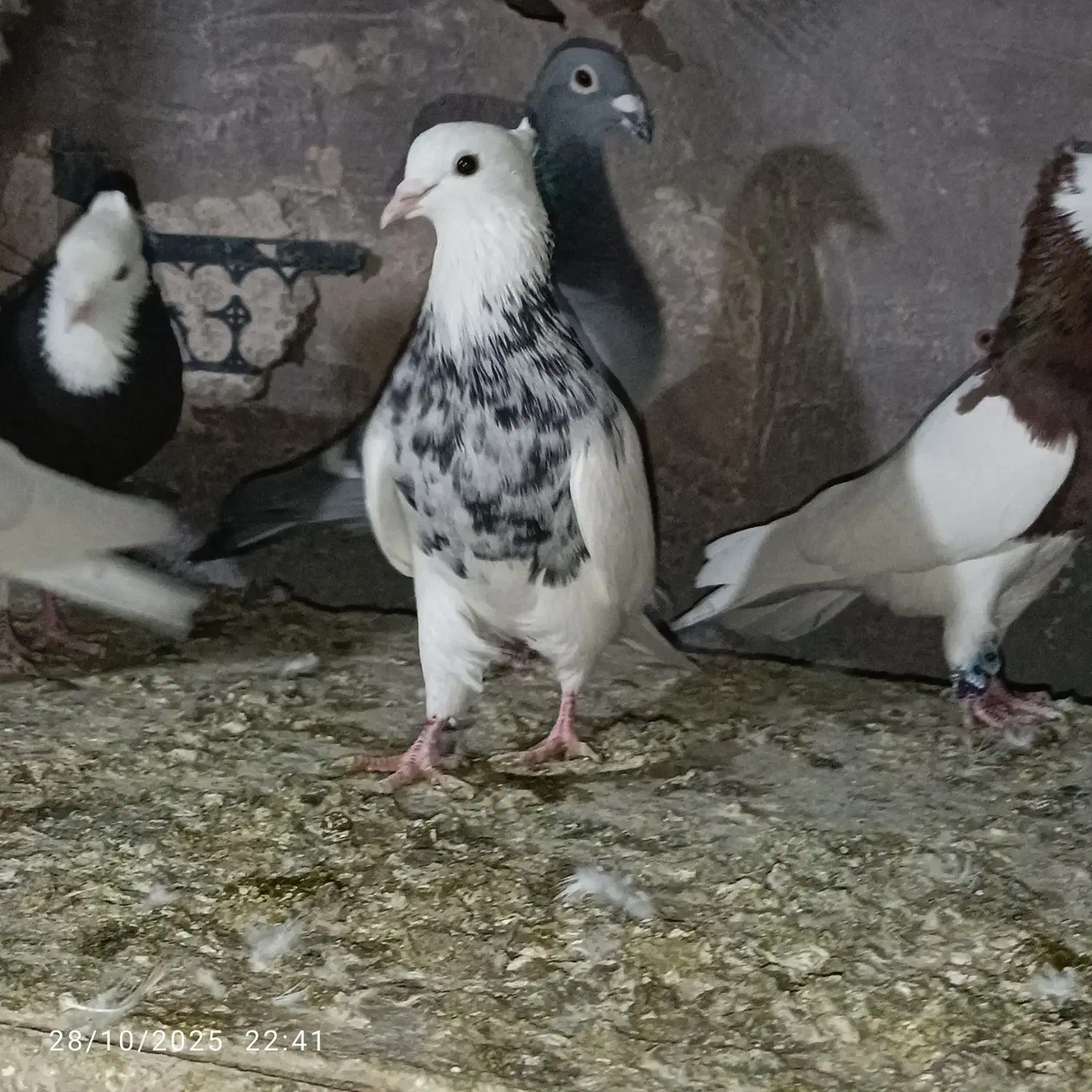 طوقی نر|پرنده|جوین, |دیوار