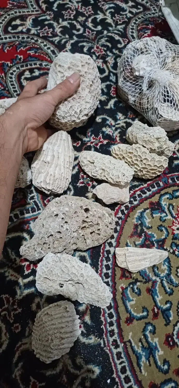 مرجان کف اکواریوم|ماهی|شیراز, معالی‌آباد|دیوار