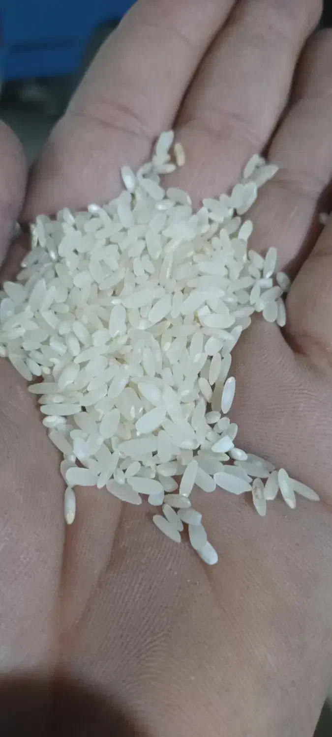 برنج|خوردنی و آشامیدنی|شیراز, آزادی|دیوار