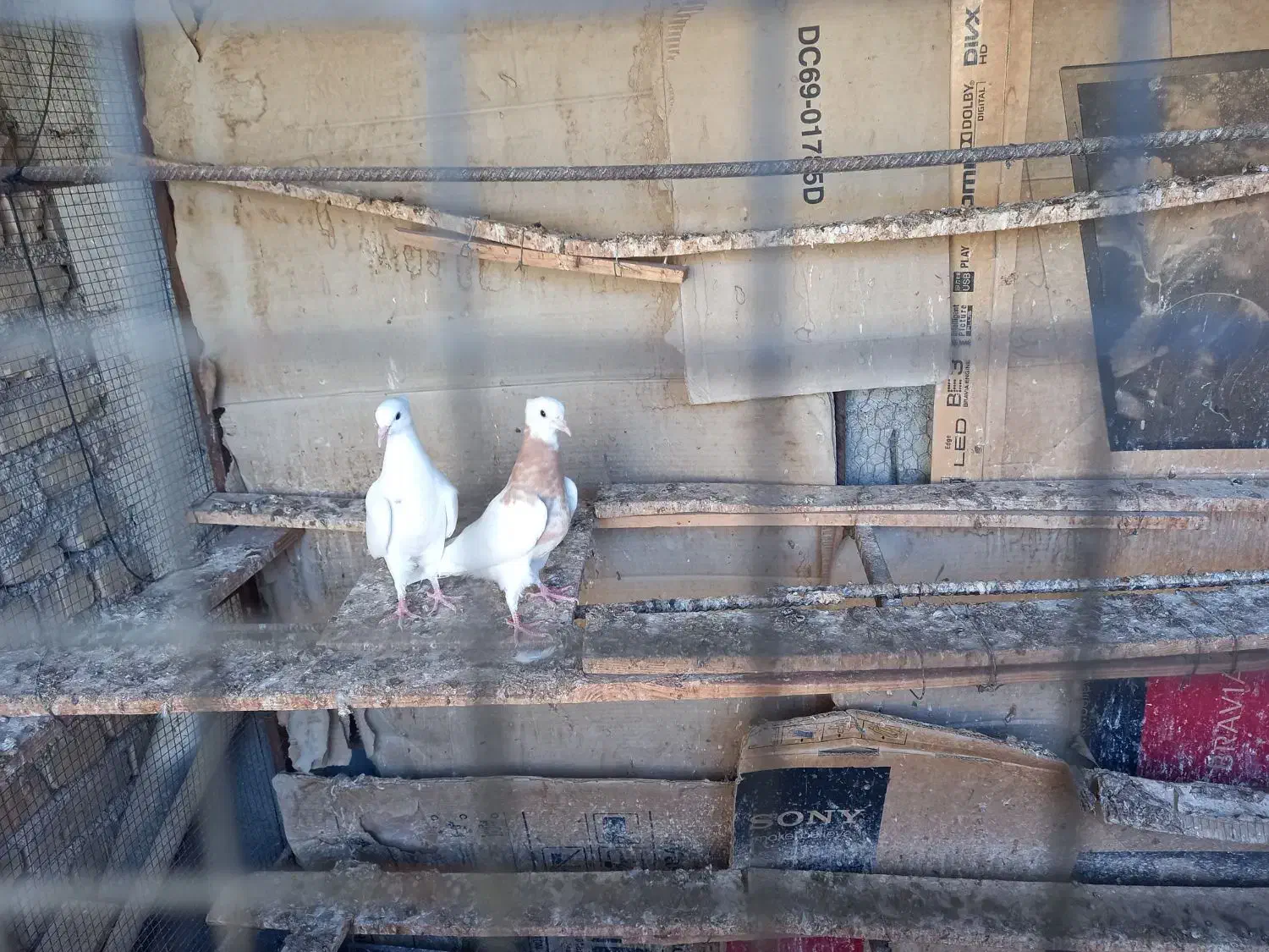 جوجه تازه دانه خورشده|پرنده|لامرد, |دیوار