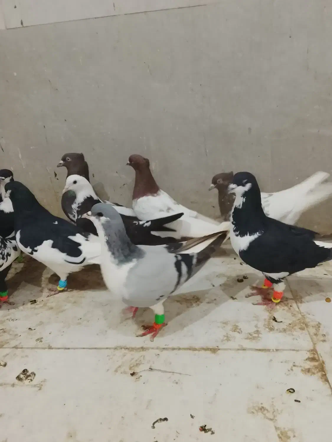 ادرس قزوین الوند|پرنده|الوند, |دیوار