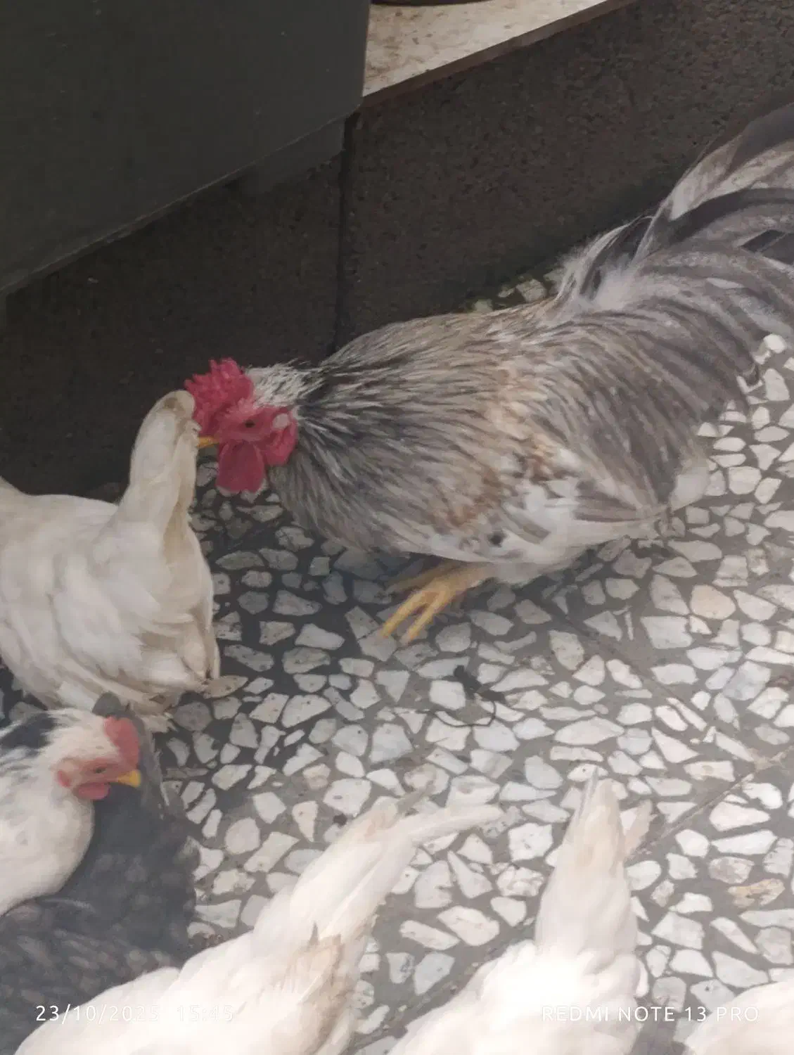 سلام خروس میفروشم‌چون جا ندارم|حیوانات مزرعه|رشت, آب آسیاب|دیوار