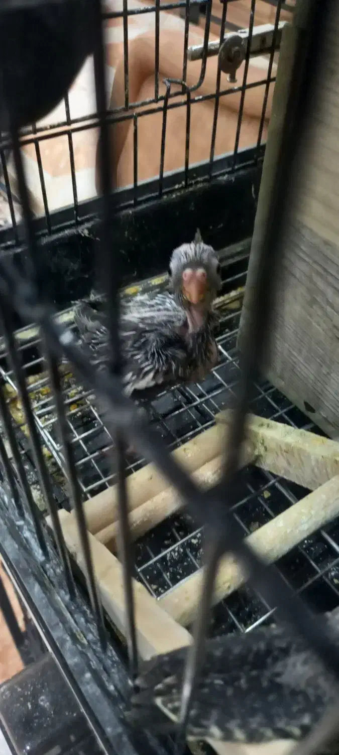 عروس هلندی سینامون|پرنده|تهران, مهرآباد|دیوار