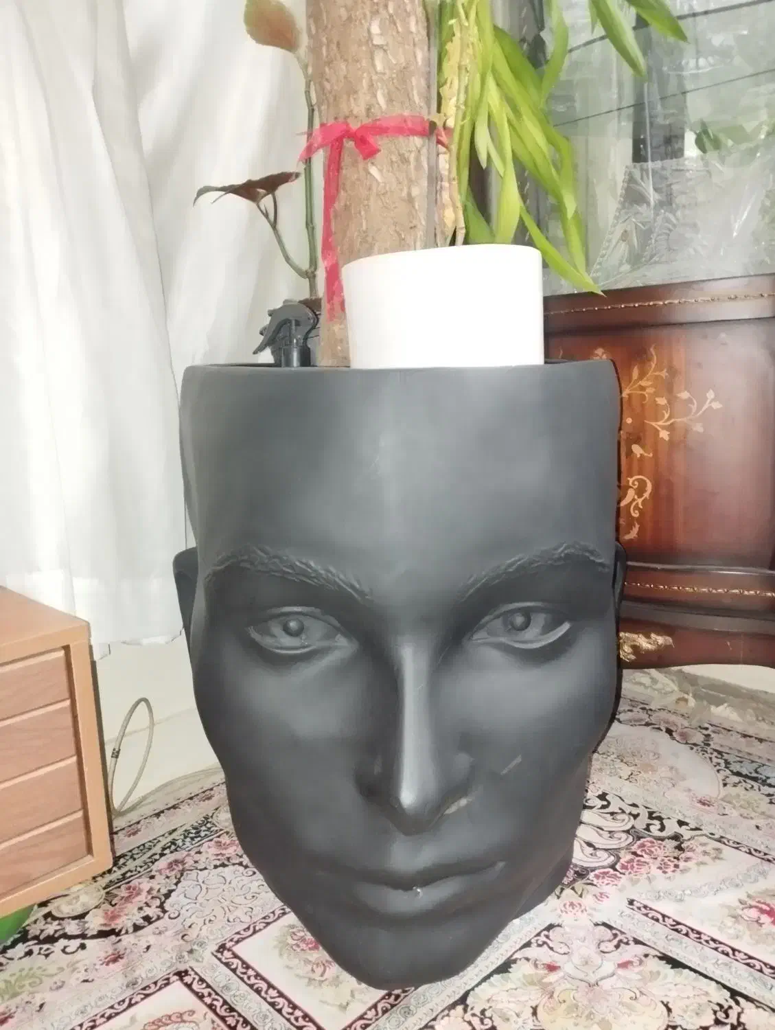 گل آپارتمانی|گل و گیاه طبیعی|تهران, سیمای ایران|دیوار