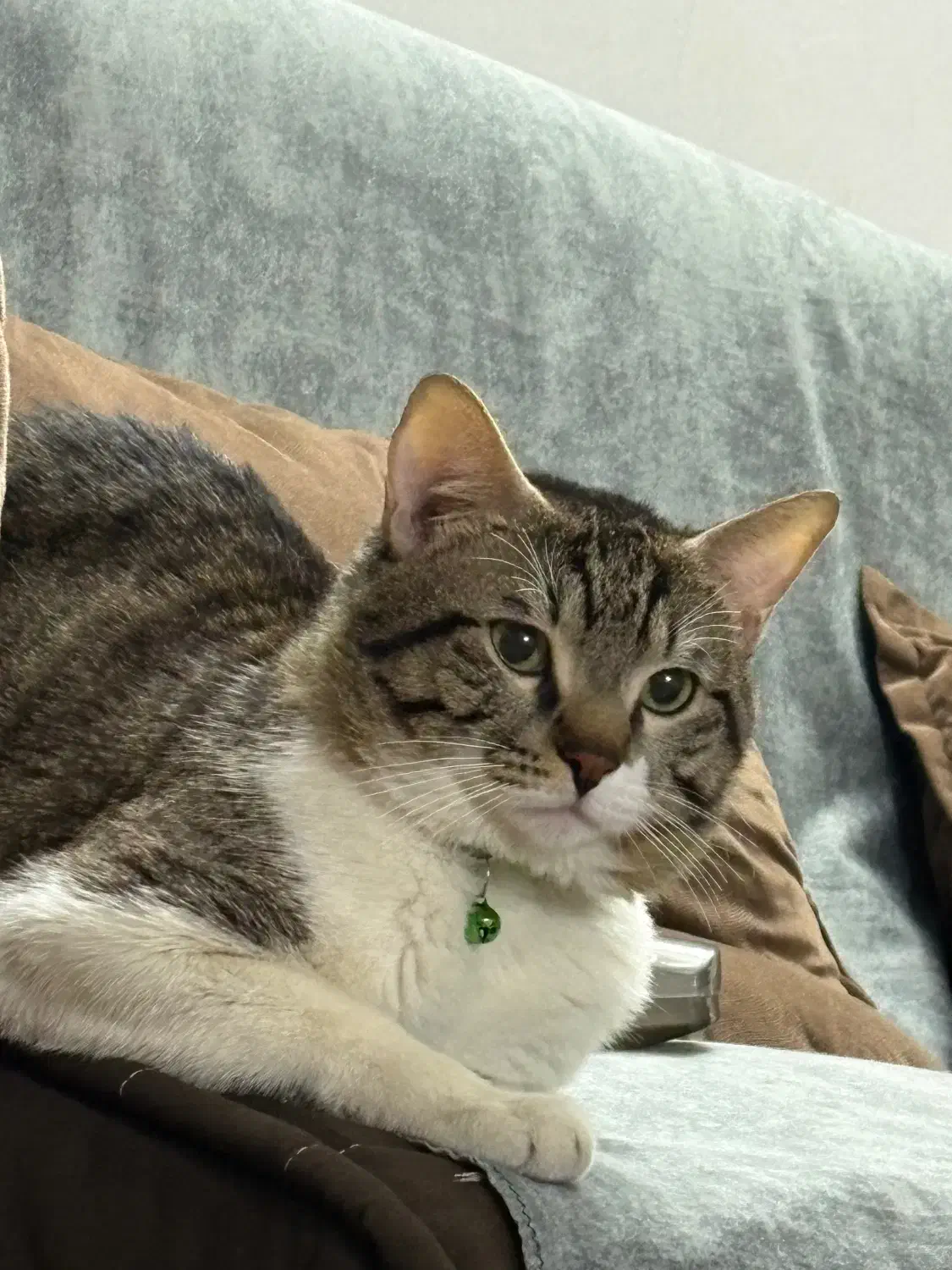 واگذاری گربه میکس دی اس اج|گربه|ری, فیروزآبادی|دیوار