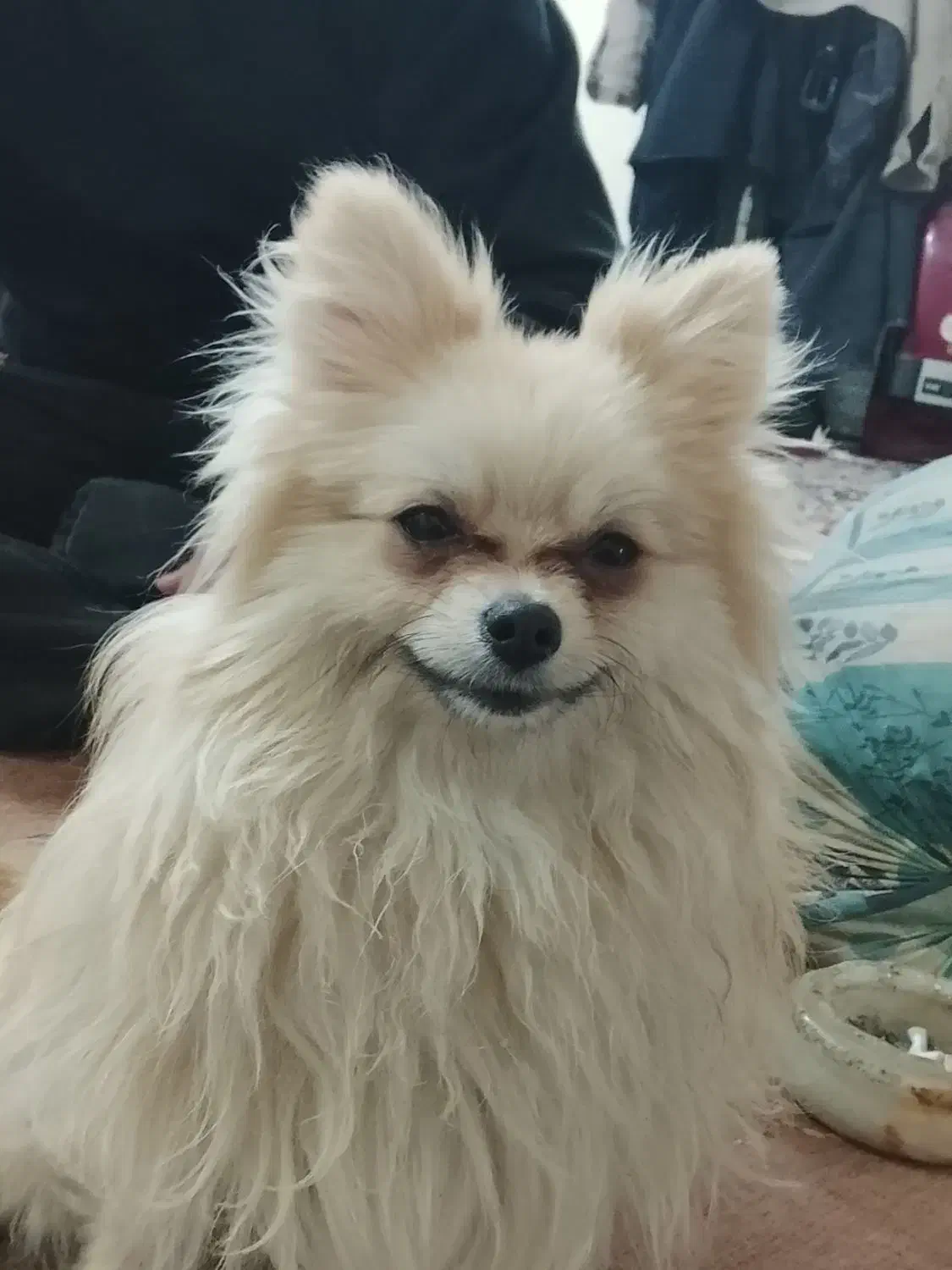 پامرخرسی اصلی|سگ|اصفهان, شیخ اشراق|دیوار