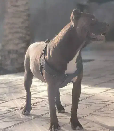 فروش سگ پیت بول|سگ|جیرفت, |دیوار