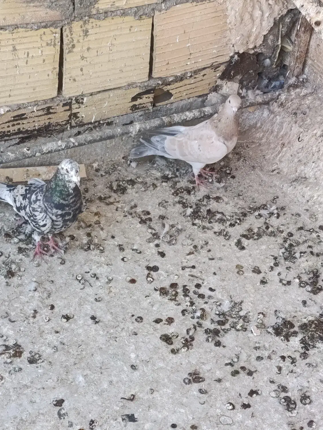 نر ماده سروک عتیقه|حیوانات|یزد, |دیوار