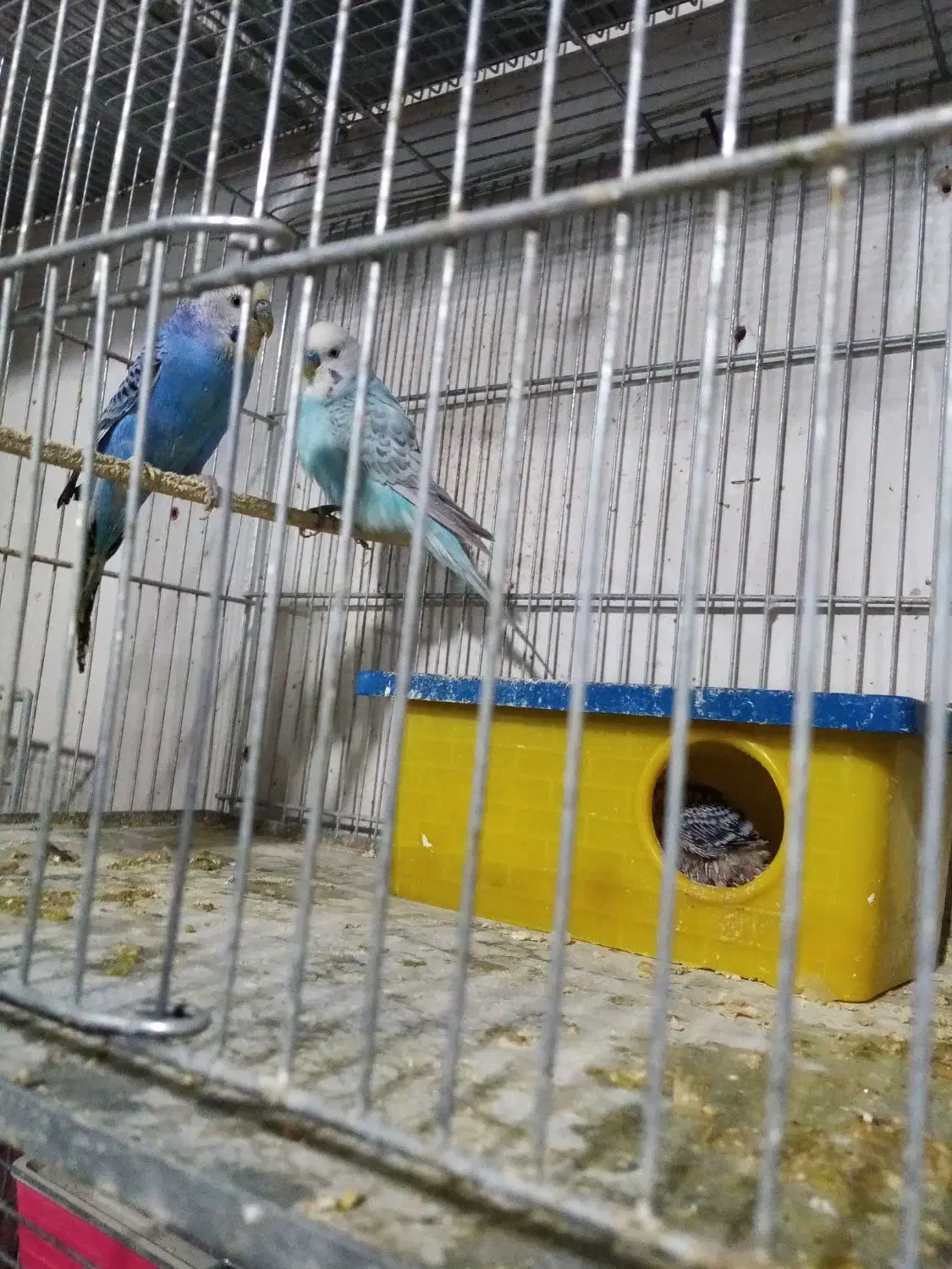 مرغ عشق با جوجه وتخم|پرنده|الوند, |دیوار