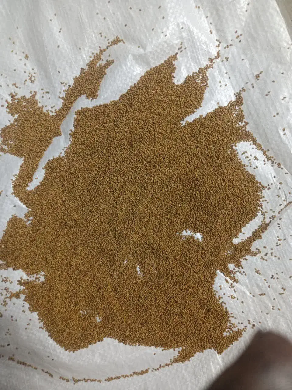 بذر یونجه اصلاح شده|خدمات باغبانی و درختکاری|اصفهان, فرودگاه|دیوار