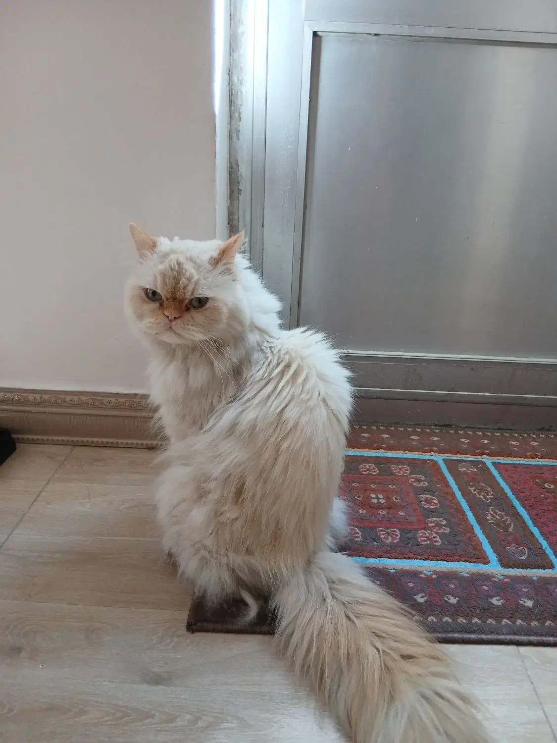 گربه پرشین|گربه|شهرکرد, |دیوار