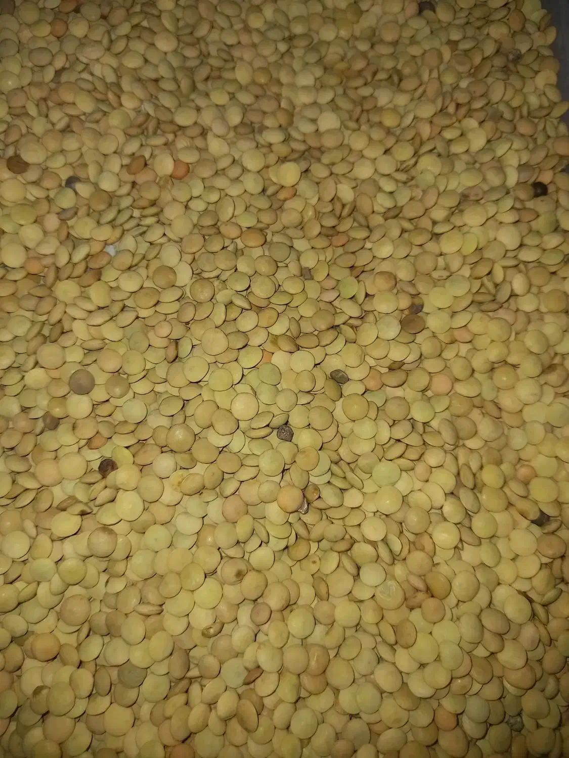 کنجد وماش وعدس|خوردنی و آشامیدنی|دوگنبدان, |دیوار