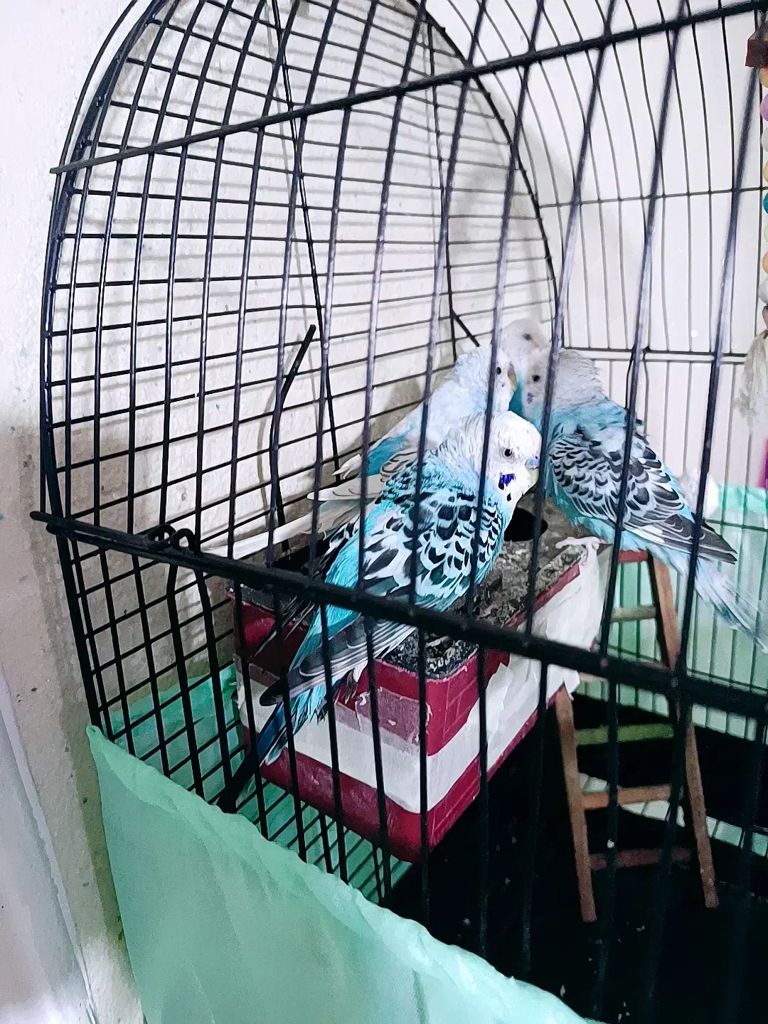 مرغ عشق|پرنده|علی‌آباد کتول, |دیوار