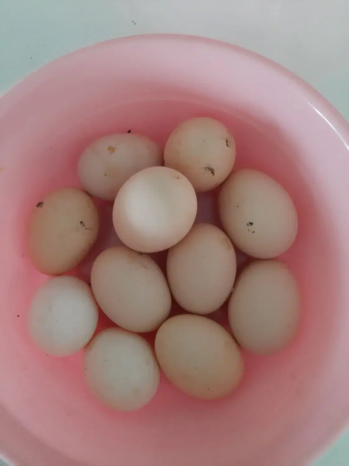 تخم مرغ نطفه دار برهما اصل|حیوانات مزرعه|رشت, پیرکلاچای|دیوار