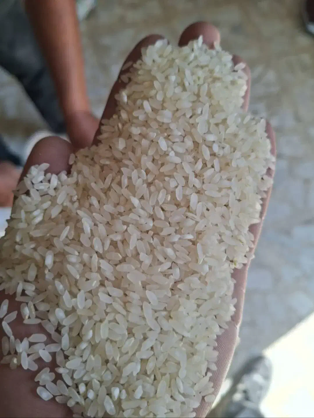 برنج کامفیروزی|خوردنی و آشامیدنی|شیراز, فرهنگ شهر|دیوار