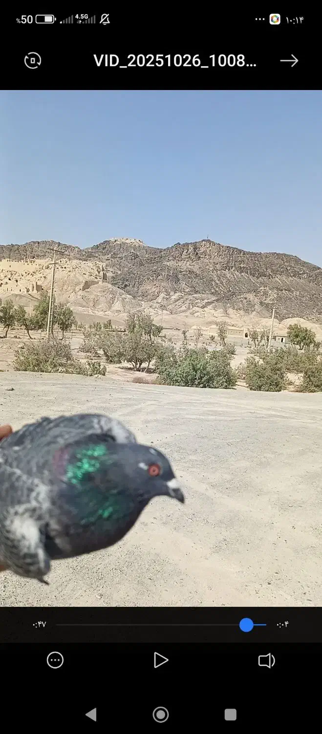 نر مگس پر خلط 888|پرنده|هامون, |دیوار