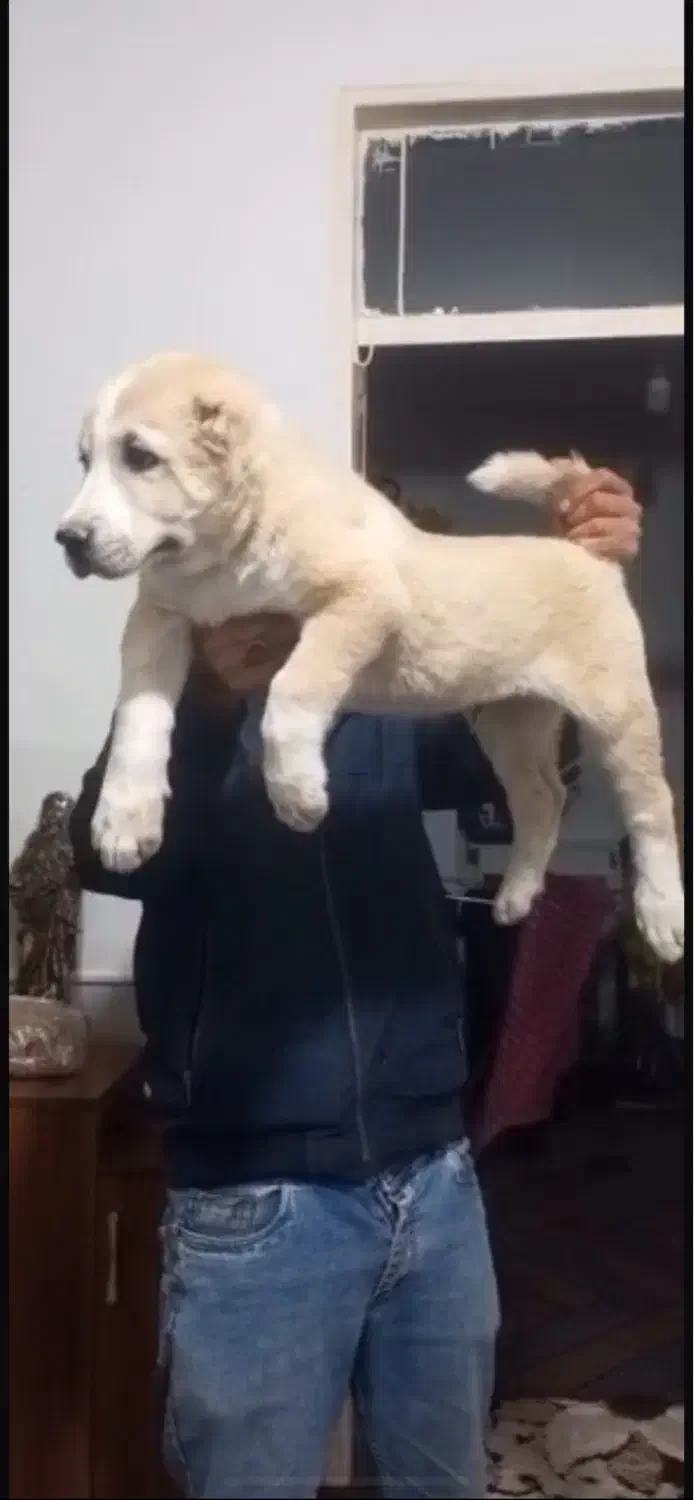 شاه توله نر الابای روس|سگ|خمینیشهر, |دیوار