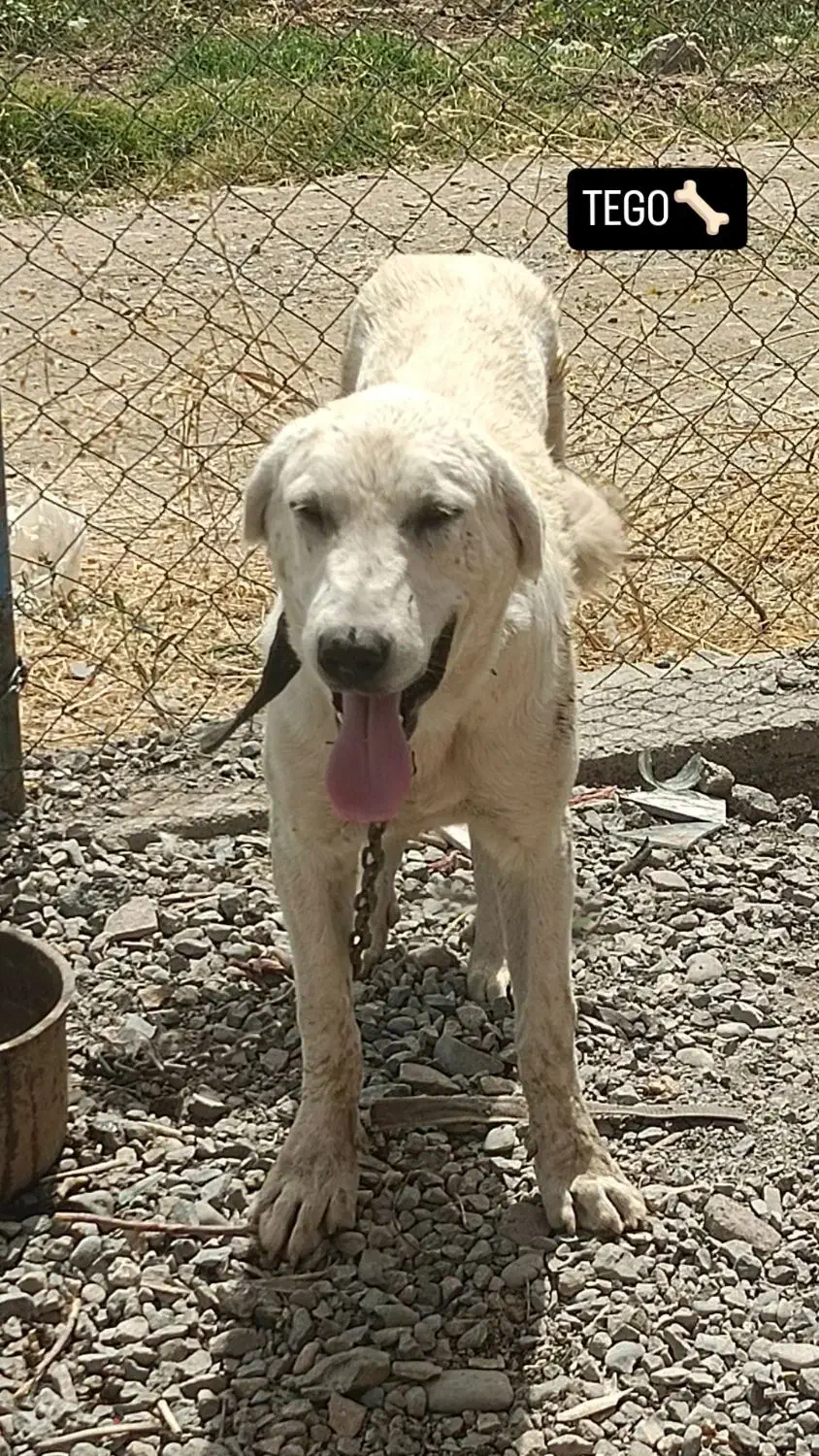 سگ پژدر برای قیمت فقط تماس|سگ|پیرانشهر, |دیوار