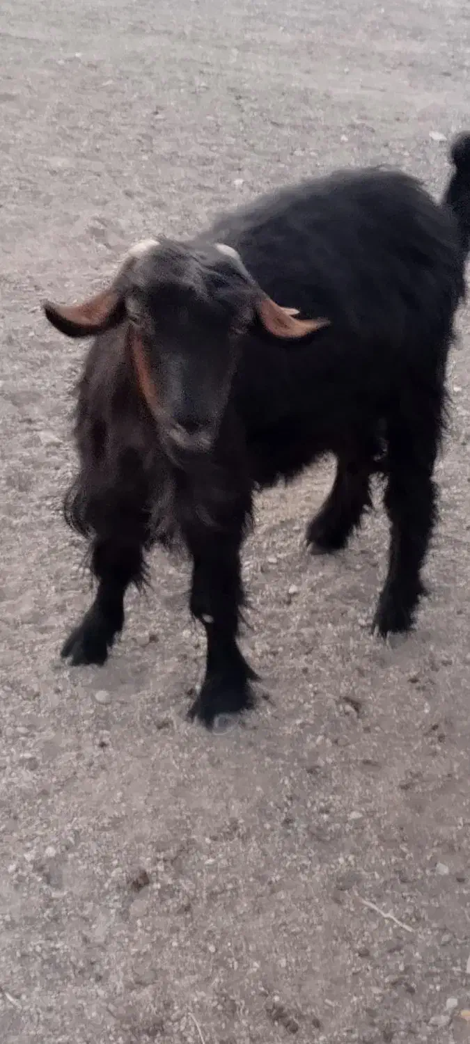 بز فروشی|حیوانات مزرعه|بیرک, |دیوار