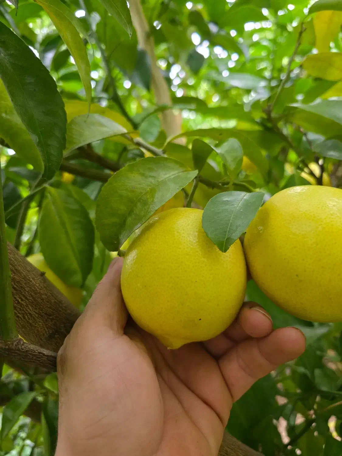 فروش عمده لیمو،یافا،تامسون|عمدهفروشی|جویبار, |دیوار