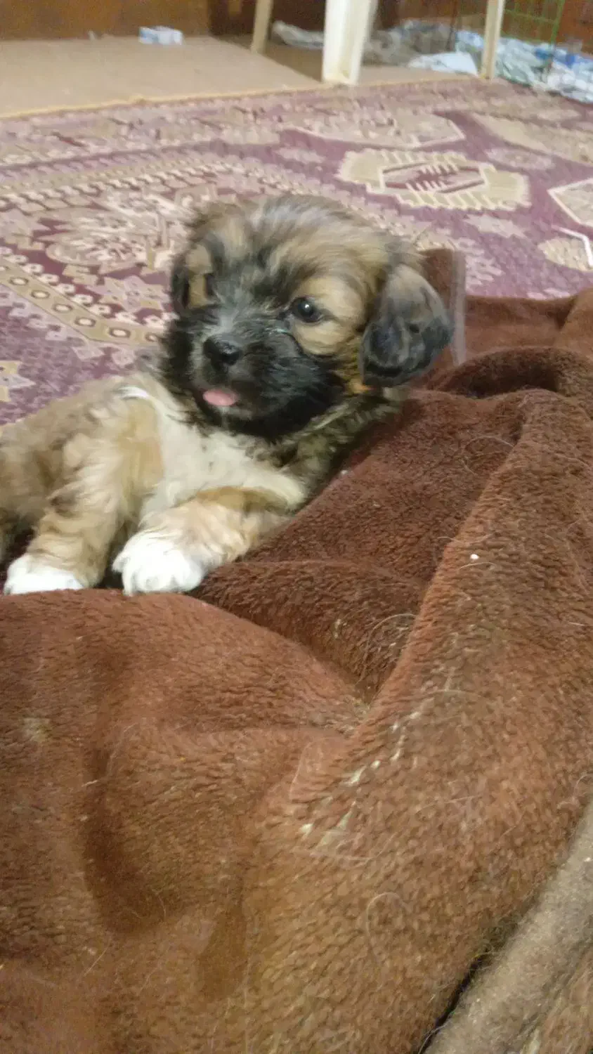 توله شیتزو|سگ|مسجد سلیمان, |دیوار