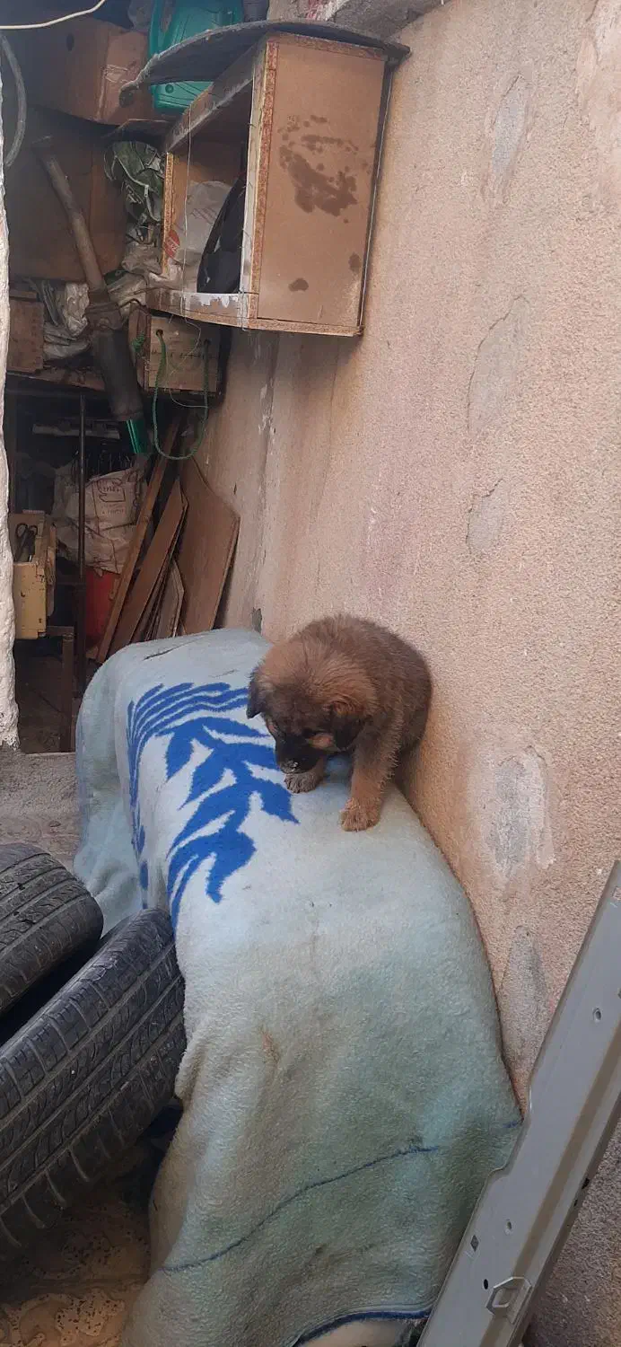 توله|سگ|کرمانشاه, |دیوار