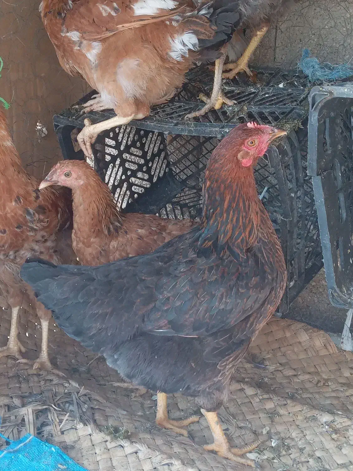 مرغ محلی|حیوانات مزرعه|بهبهان, |دیوار