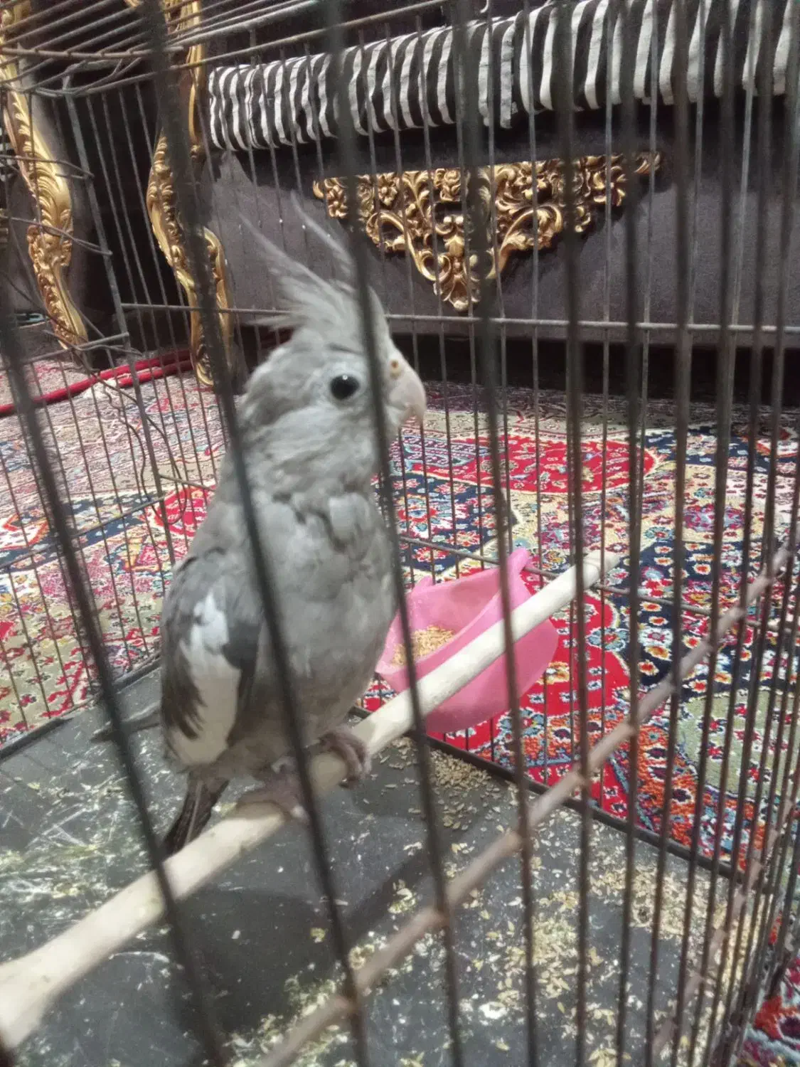 عروس هلندی|پرنده|خرم‌آباد, |دیوار