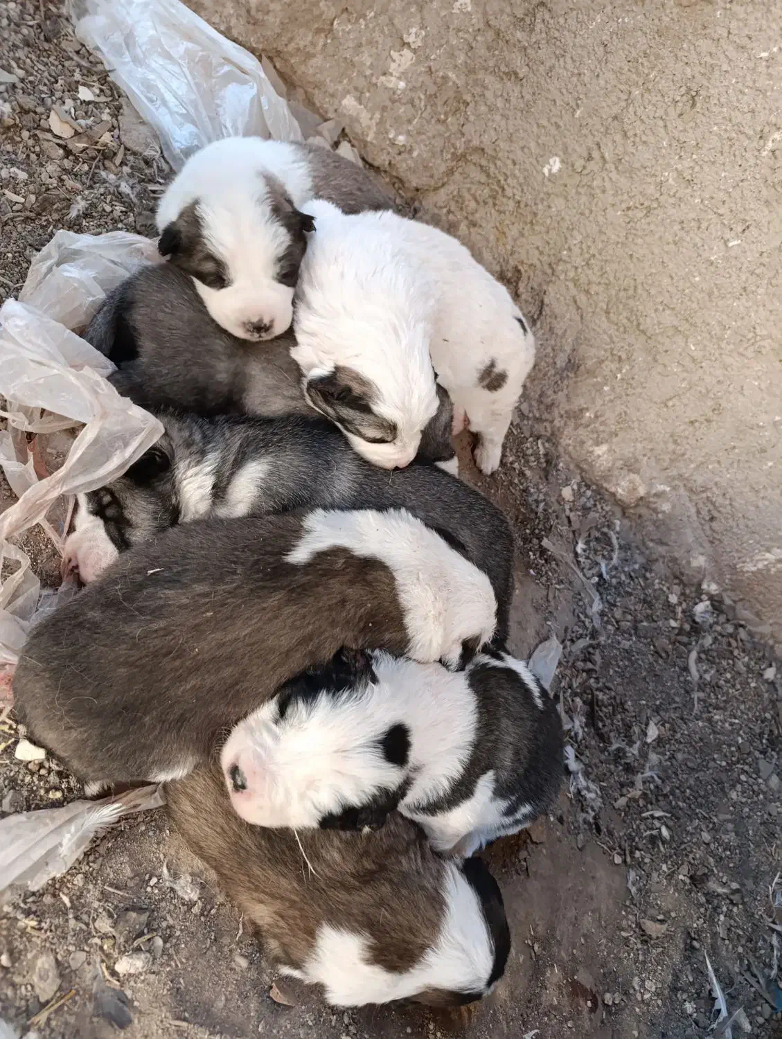 چهار عدد توله فروشی|سگ|زرندیه, |دیوار